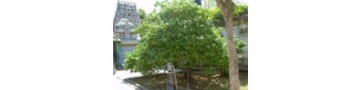 216. திருத்தூங்கானைமாடம்